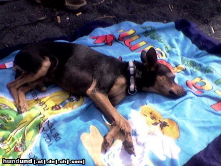 Zwergpinscher Hunde Foto 22574 in höherer Auflösung ansehen Zwergpinscher Sammy auf La Palma