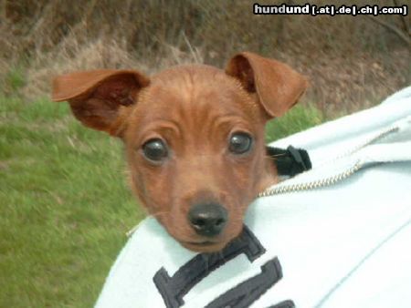 Zwergpinscher Hunde Foto 19905 in höherer Auflösung ansehen Zwergpinscher es ist sooo schön hier!!!
