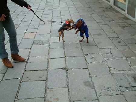 Zwergpinscher Hunde Foto 31386 Zwergpinscher Briciola in ihrer Heimat Italien (Venedig)