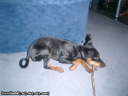 Zwergpinscher Hunde Foto 5105 Zwergpinscher Mein Ivanhoe beim Spielen. Der schönste Zwergpinscher der Welt.