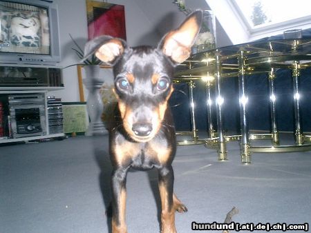 Zwergpinscher Hunde Foto 5110 Zwergpinscher Mein Ivenhoe