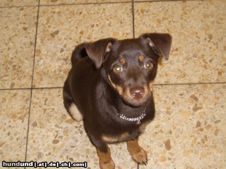 Zwergpinscher Hunde Foto 26088 in höherer Auflösung ansehen Zwergpinscher Mr. PaRo