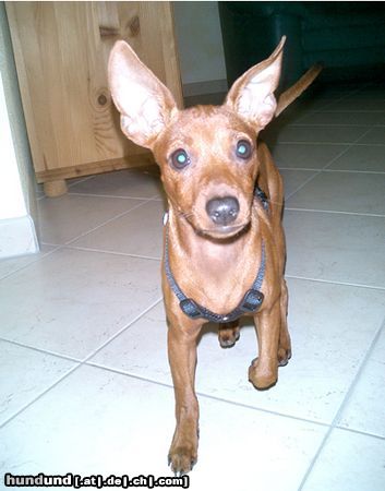 Zwergpinscher Hunde Foto 6087 Zwergpinscher Princess