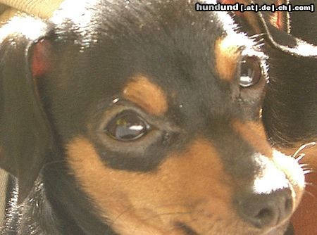 Zwergpinscher Hunde Foto 19617 in höherer Auflösung ansehen Zwergpinscher Unser kleiner Angel