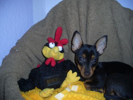Zwergpinscher Hunde Foto 35336 in höherer Auflösung ansehen Zwergpinscher
