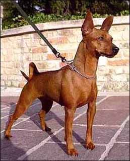 Zwergpinscher Hunde Foto 1644 Zwergpinscher NordUHV2002 Finland-Winner2002 THENEICAN'S CODY