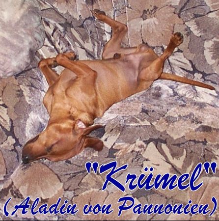 Zwergpinscher Hunde Foto 2648 Zwergpinscher Krümel
