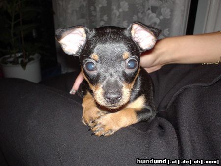 Zwergpinscher Hunde Foto 6067 Zwergpinscher Unsere Coco
