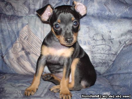 Zwergpinscher Hunde Foto 6068 Zwergpinscher Unsere Coco
