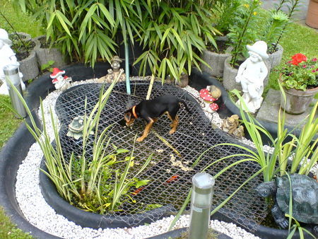 Zwergpinscher Hunde Foto 40620 in höherer Auflösung ansehen Zwergpinscher Wie komm ich an die Fische ??