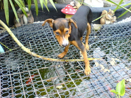 Zwergpinscher Hunde Foto 40621 in höherer Auflösung ansehen Zwergpinscher Soooopppp !!!! Ja hier was mach ich den ???