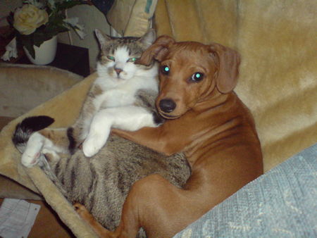 Zwergpinscher Hunde Foto 37802 in höherer Auflösung ansehen Zwergpinscher Tyson und Lucky