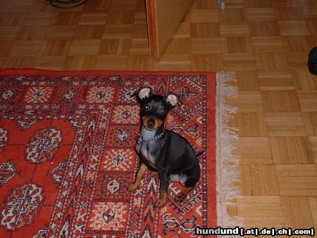 Zwergpinscher Ares von Mehrhof