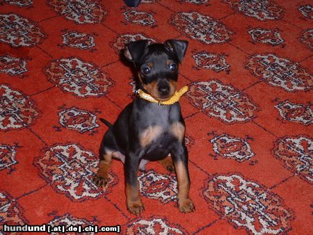 Zwergpinscher Hunde Foto 6510 Zwergpinscher Ares aus Villach
