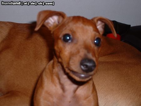 Zwergpinscher Hunde Foto 14587 Zwergpinscher Sooo brav!!