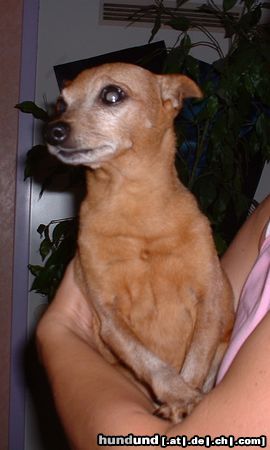 Zwergpinscher Hunde Foto 6811 Zwergpinscher Speedy am 27.09.03 verstorben