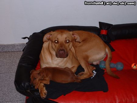 Zwergpinscher Hunde Foto 17148 in höherer Auflösung ansehen Zwergpinscher Ich hab nix gemacht