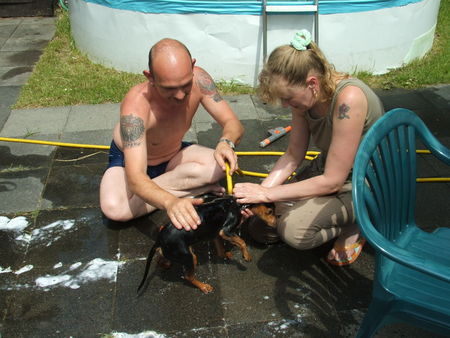 Zwergpinscher Mama !! Papa !!! Des mag i net !!