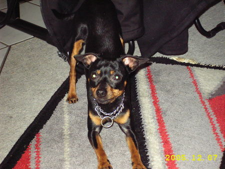 Zwergpinscher Hunde Foto 27249 in höherer Auflösung ansehen Zwergpinscher Rambo