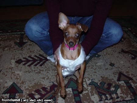 Zwergpinscher Hunde Foto 16892 in höherer Auflösung ansehen Zwergpinscher phoebe ist sie nicht eine schöne lady