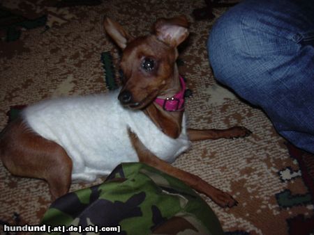 Zwergpinscher Hunde Foto 16907 in höherer Auflösung ansehen Zwergpinscher hmm wär ist da ??