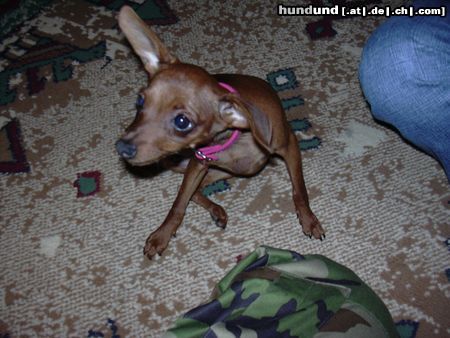 Zwergpinscher Hunde Foto 16909 in höherer Auflösung ansehen Zwergpinscher uii das beißt!!!
