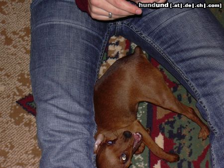 Zwergpinscher Hunde Foto 16891 in höherer Auflösung ansehen Zwergpinscher keine angst ist nicht so böse wie es ausschaut *g*