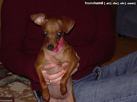 Zwergpinscher Hunde Foto 16893 in höherer Auflösung ansehen Zwergpinscher phoebe