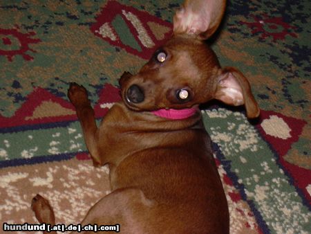 Zwergpinscher Hunde Foto 16905 in höherer Auflösung ansehen Zwergpinscher
