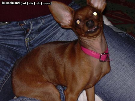 Zwergpinscher Hunde Foto 16910 in höherer Auflösung ansehen Zwergpinscher hallooooo°°!!!!!!!