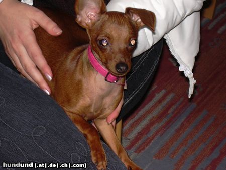 Zwergpinscher Hunde Foto 16894 in höherer Auflösung ansehen Zwergpinscher ich bin schon 6 monate alt ...