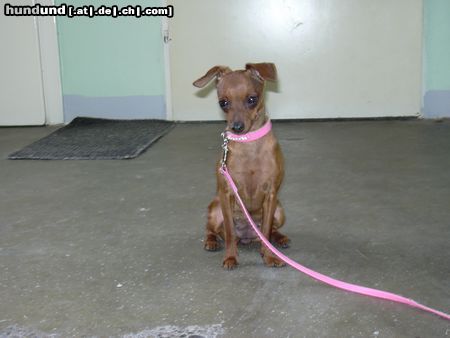 Zwergpinscher Hunde Foto 23798 in höherer Auflösung ansehen Zwergpinscher phoebe