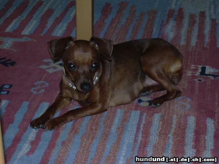 Zwergpinscher Hunde Foto 23802 in höherer Auflösung ansehen Zwergpinscher phoebe