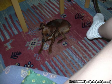 Zwergpinscher Hunde Foto 23803 in höherer Auflösung ansehen Zwergpinscher phoebe