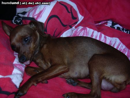 Zwergpinscher Hunde Foto 23804 in höherer Auflösung ansehen Zwergpinscher phoebe