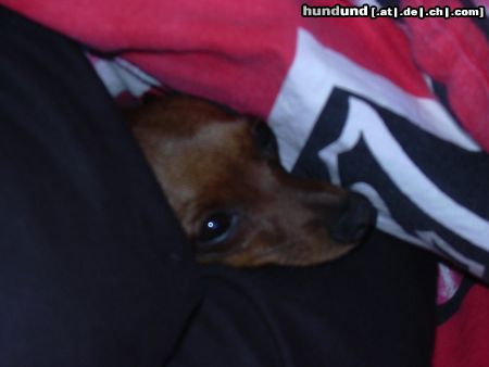 Zwergpinscher Hunde Foto 23805 in höherer Auflösung ansehen Zwergpinscher phoebe