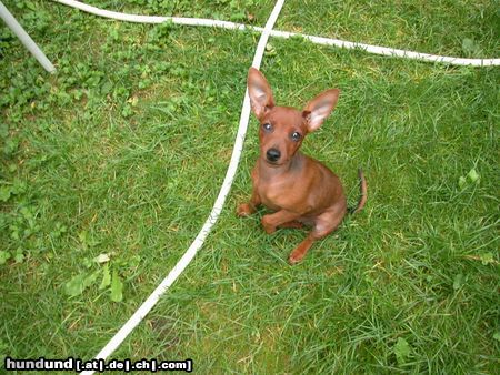 Zwergpinscher Hunde Foto 14987 in höherer Auflösung ansehen Zwergpinscher unsere süße Quille