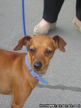Zwergpinscher Hunde Foto 4180 Zwergpinscher Daisy, unser süßes Findelkind