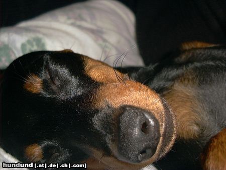 Zwergpinscher Hunde Foto 19570 Zwergpinscher Bafi schläft
