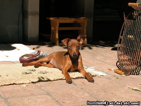 Zwergpinscher Hunde Foto 15946 in höherer Auflösung ansehen Zwergpinscher Quille vom Cronsbach