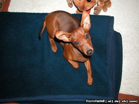 Zwergpinscher Hunde Foto 15979 in höherer Auflösung ansehen Zwergpinscher Quille vom Cronsbach