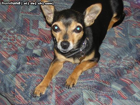 Zwergpinscher Hunde Foto 16372 in höherer Auflösung ansehen Zwergpinscher Cinderella