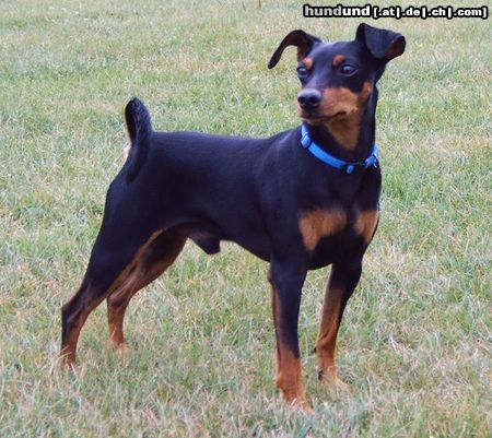Zwergpinscher Hunde Foto 13854 Zwergpinscher RUSTY VON DER PORTA, Deckrüde u. Agilitysportler