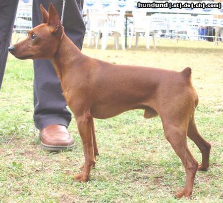Zwergpinscher Hunde Foto 3484 Zwergpinscher Eddy maschio di 2 anni
