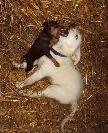 Zwergpinscher Hunde Foto 28614 Zwergpinscher Emily und Gina