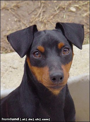 Zwergpinscher Hunde Foto 8352 Zwergpinscher ......Mein süßer Fendi.....