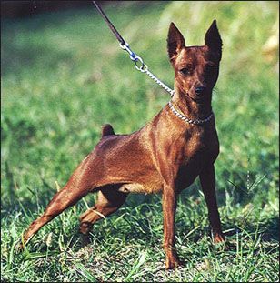 Zwergpinscher Hunde Foto 1639 Zwergpinscher Weltsiegerin2000 GESY DI KRISTIANDEN