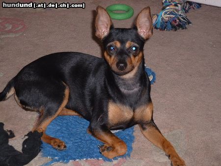 Zwergpinscher Hunde Foto 5873 Zwergpinscher Gina