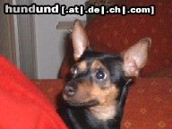 Zwergpinscher Hunde Foto 11481 Zwergpinscher Gina mit 1 Jahr