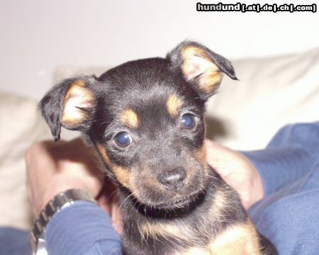 Zwergpinscher Hunde Foto 18031 Zwergpinscher Hallo ich bin Butsher und mache meinem Frauchen und meinem Herrchen viel Freude